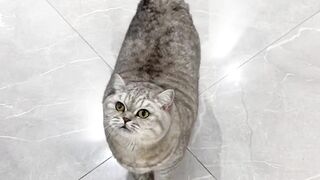 Cats have 100 voices but just meow