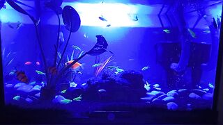 MY LITTLE FISH TANK