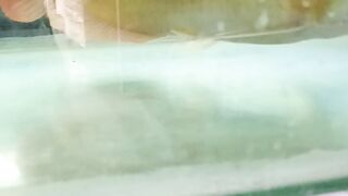 AROWANA FISH