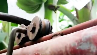 Banana Farming Technology