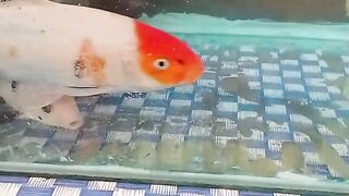 a type of male and female koi ornamental fish that loves each other