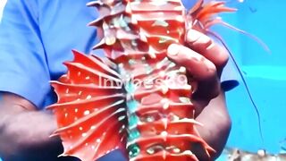 Fisherman Catches a Majestic Red Giant Seahorse!