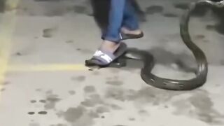 playing with snakes