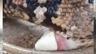 rare moment of a python defecating