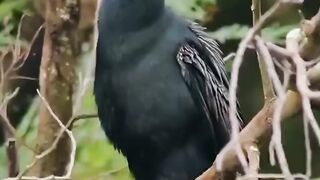 Rare birds