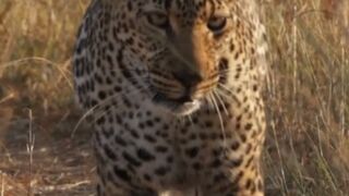 Who Dares to Block? The Leopards Promising Gaze on the Path of Death!