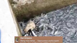 Kalau saja saya ada diposisi kalian PASTI akan buat 5-10 kolam TANAH
