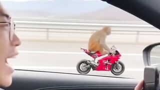 Monkeyy