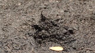 GROWING ROCK WATERMELON