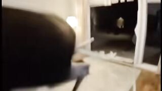 the animal entered suddenly