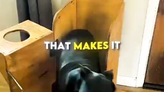 This dong has to eat in a Chair