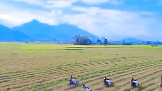 transport the rice harvest