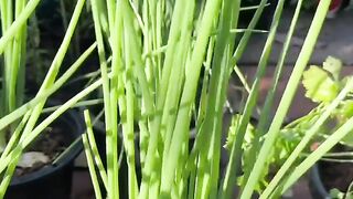 Panen bawang  di pot sederhana