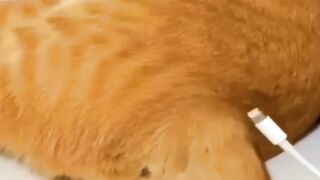 Error Cat