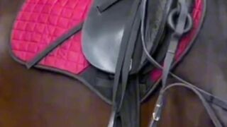 big horse
