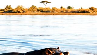 Who is the Real River Master HIPPO VS CROCODILE!