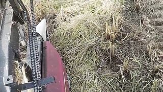 when harvesting rice, there was a big snake