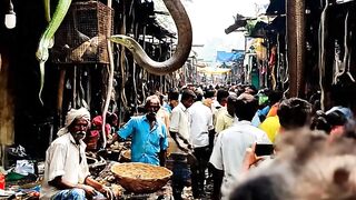 You Wont Believe Whats Hanging Above This Market   Real Indian Animal Market