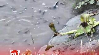 find the magic fish