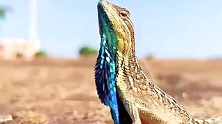 Facts about the Frilled  scientific name is Chlamydosaurus kingii.