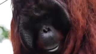 Orangutan Fact.