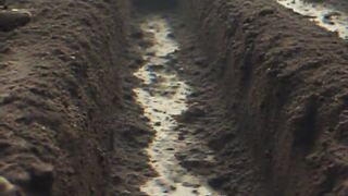 The Bird That Changed The Battlefield