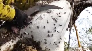 Harvest forest honey