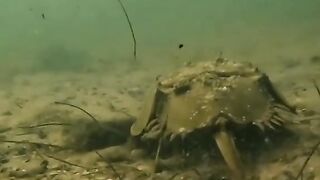 horseshoe crab