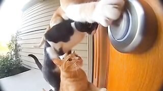 Funny Cat Prank!
