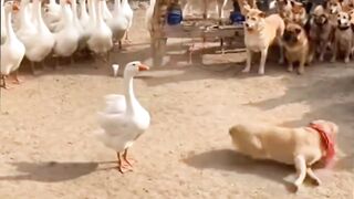 When a dog and a goose turn the backyard into a dance floor!  Who won this battle?