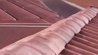 A crow just gave my cat a free flight.