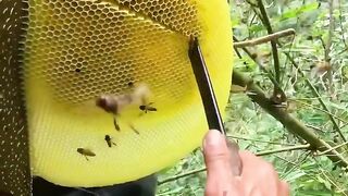 Even though its on a tall tree, Ill still take it