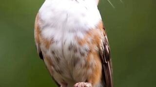 What happens if a cat mates with another animal?