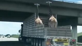 Unbelievable Moment! Giraffes Survive Bridge Accident!