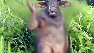 Lovely animal