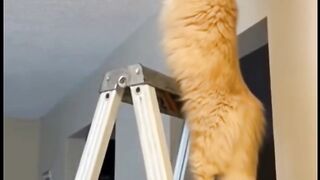 Im not ignoring you, Im just busy being a cat