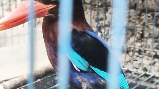 Love bird beautiful funny