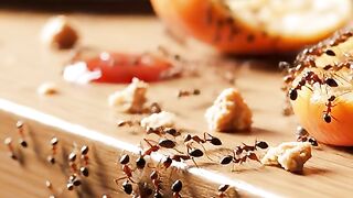 Ant get big food