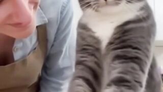 naughty behavior of a house cat