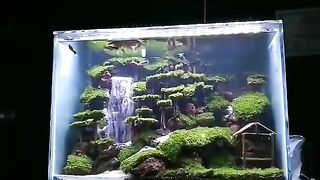 aquascape