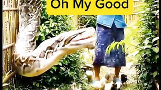 Elderly woman fights off huge python