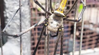 Big size spider in bali