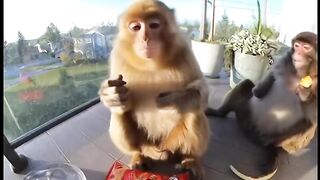 POV Youre watching a monkey try the worlds spiciest chips on your balcony