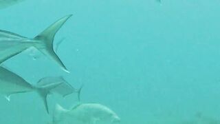 Spearfishing Giant Cubera Snapper