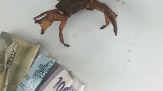 Mister crab