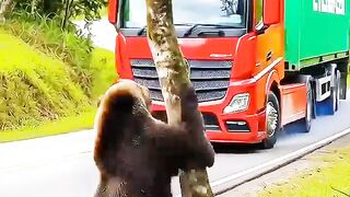 Bear saves truck driver from danger