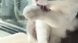 Cat groom like royals, then sleep in dusty box