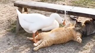When a Duck Disturbs Cat Zen Mode