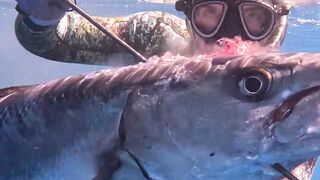 Spearfishing For Giant Barracuda