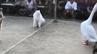 Fearless Duck  Cat Gang